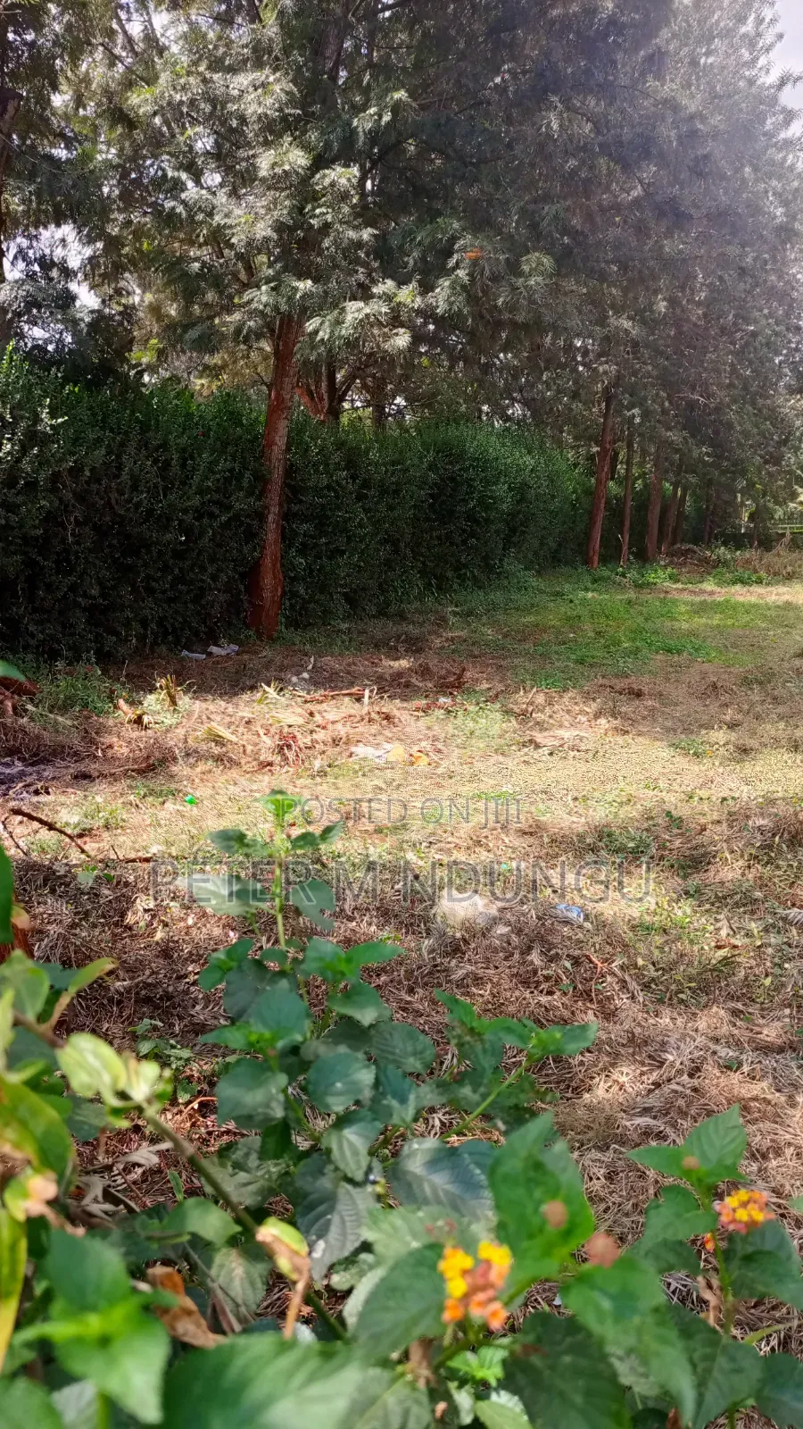 Runda Gardens-Prime Plot 1/2 Acre, Red Soil in Kiambu / Kiambu 