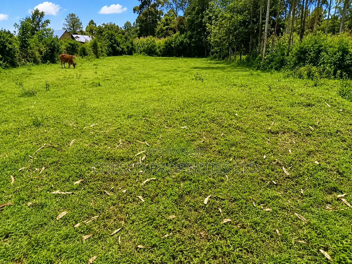 3 Acres for Sell in Mayanja Kibuke, BUNGOMA in Khalaba (Kanduyi)