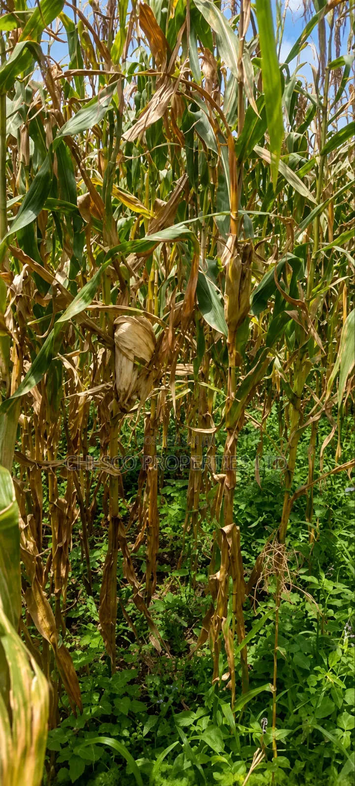 3 Acres for Sell in Mayanja Kibuke, BUNGOMA in Khalaba (Kanduyi)