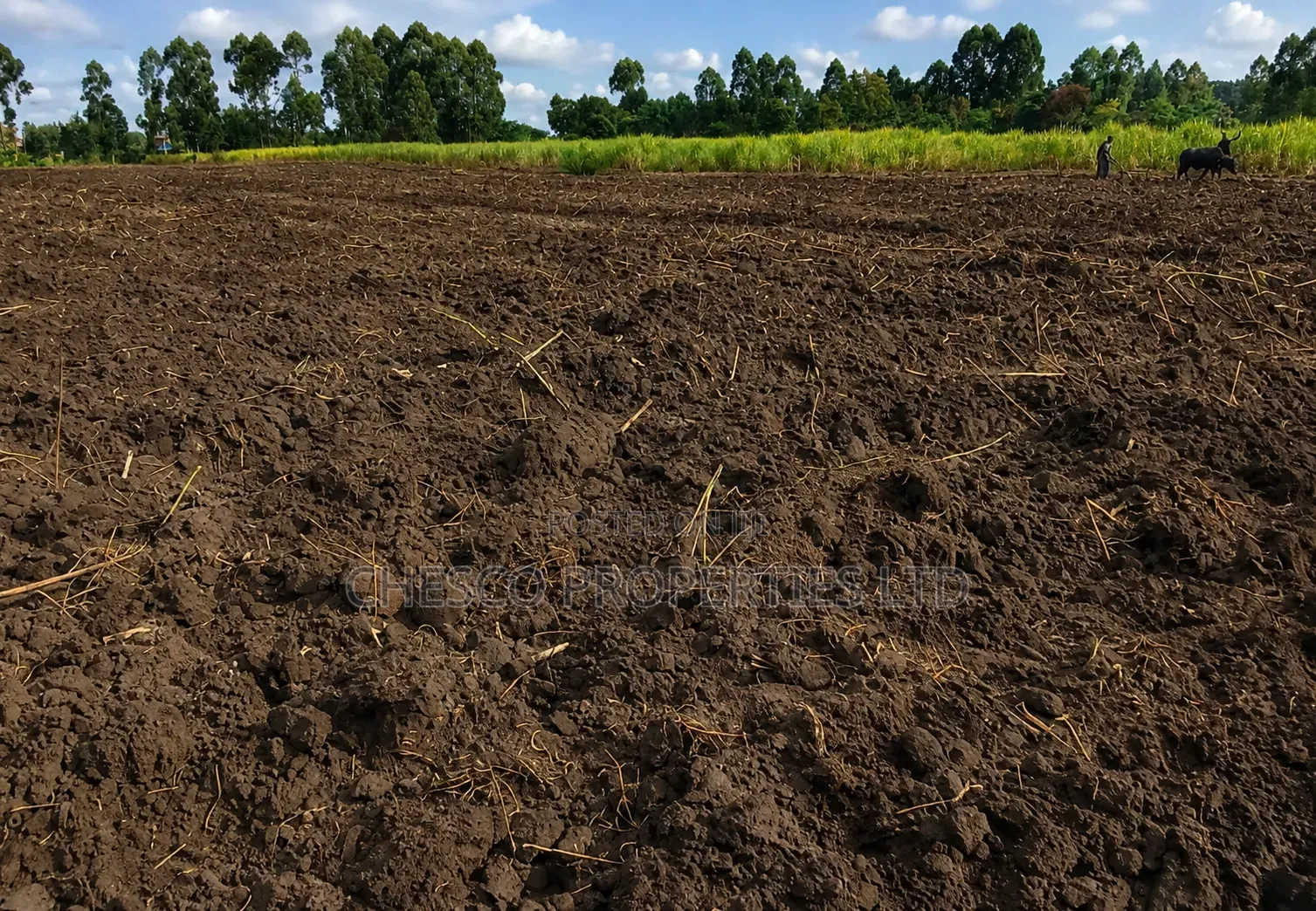 Half an Acre for Sale in Kabula, Bumula Constituency - Bungoma in Bumula