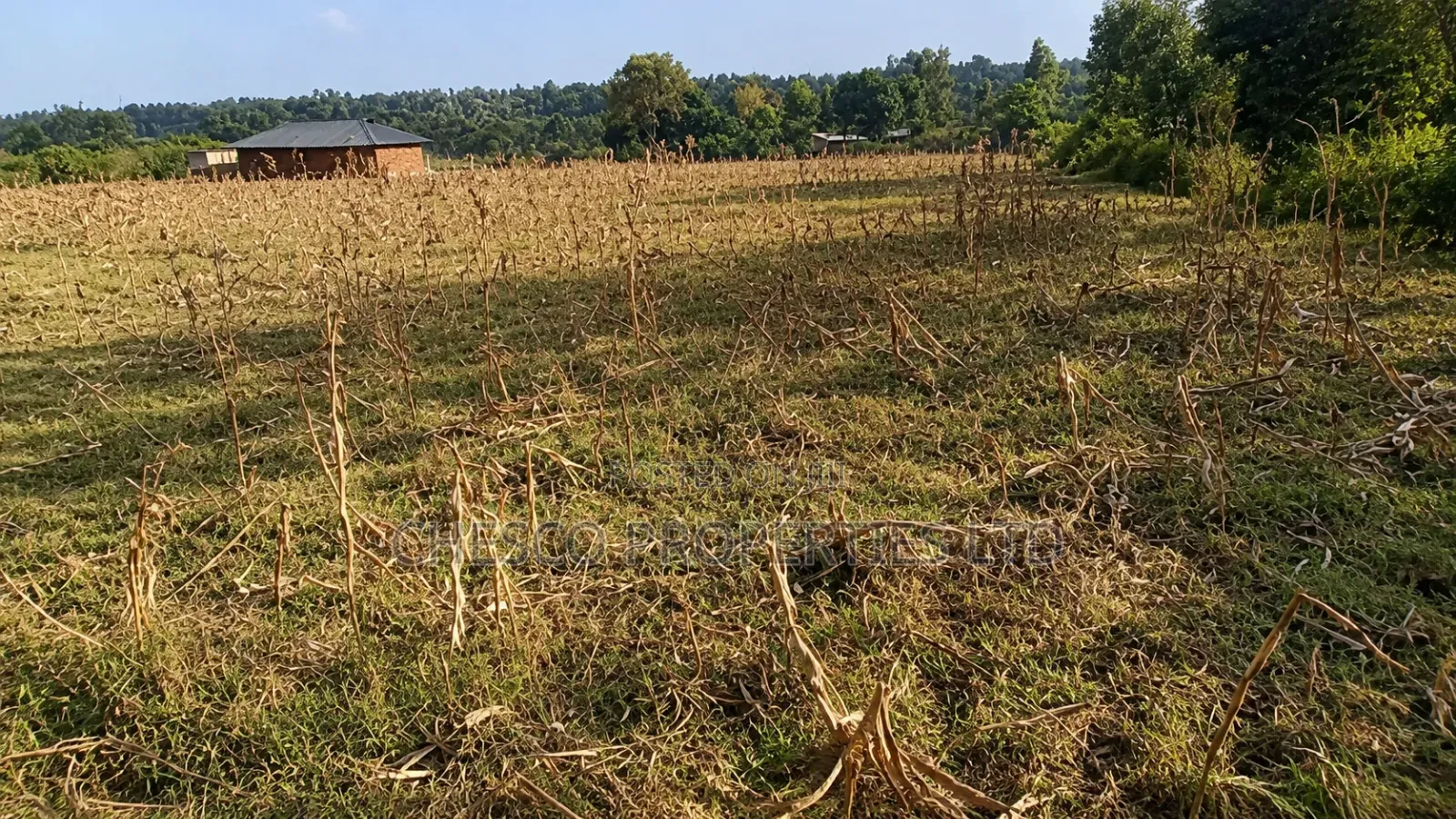 Half an Acre for Sale in Kabula, Bumula Constituency - Bungoma in Bumula