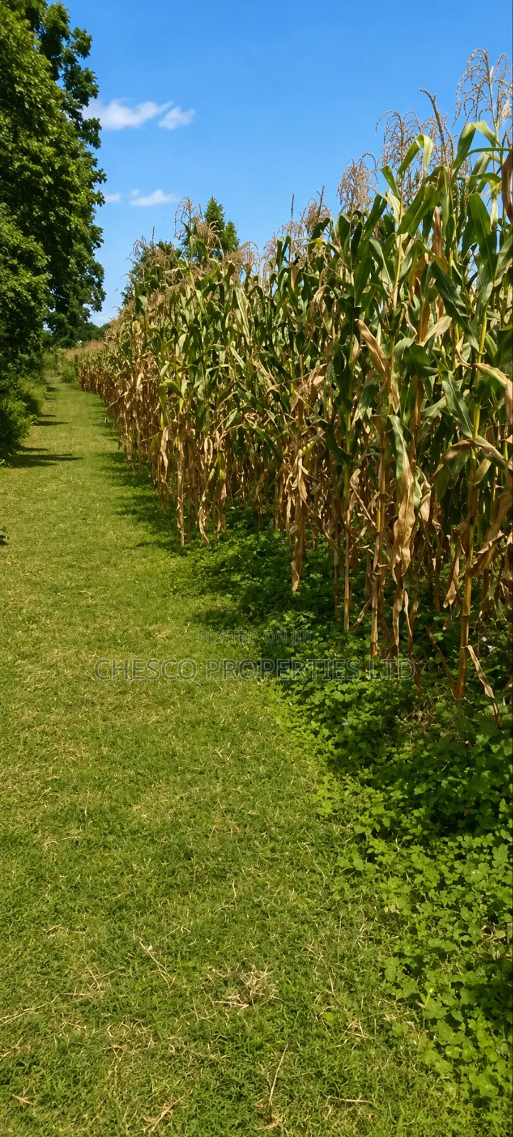 1 Acre for Sale in Namasanda - Bungoma in Musikoma