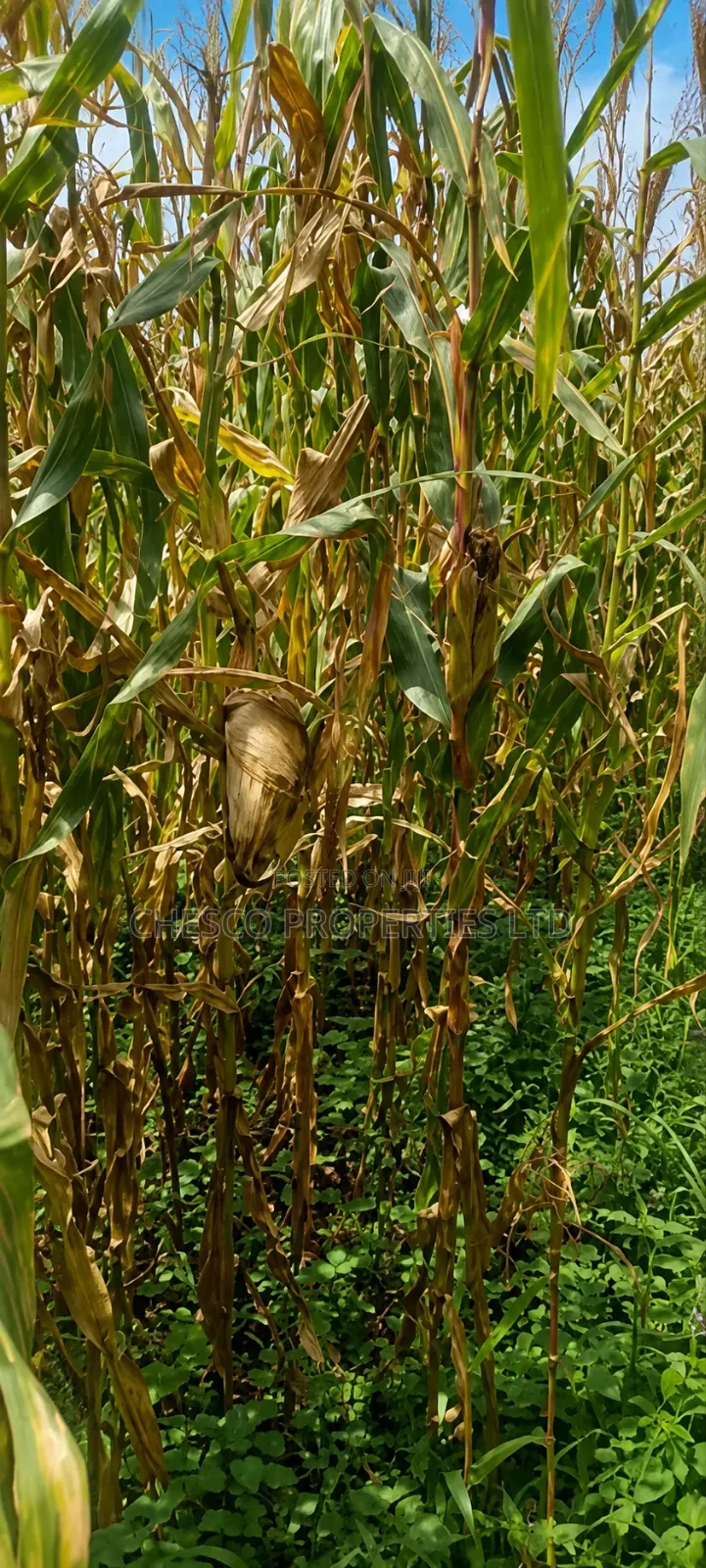 1 Acre for Sale in Namasanda - Bungoma in Musikoma