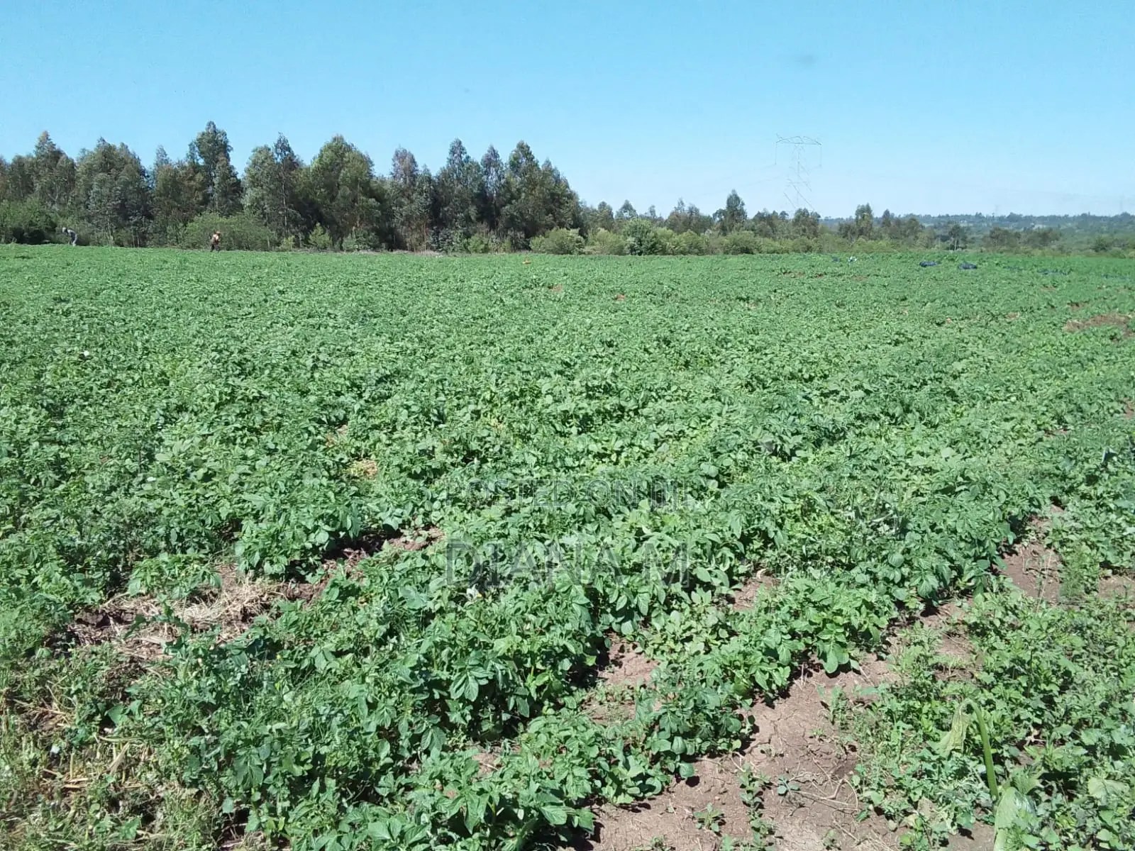 15 Acres for Sale in Ndaragwa in Central Ndaragwa