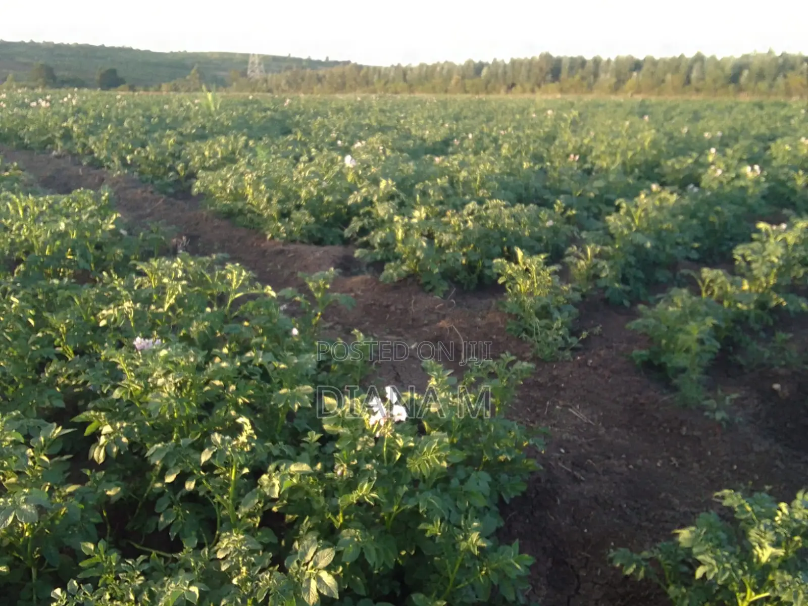 15 Acres for Sale in Ndaragwa in Central Ndaragwa