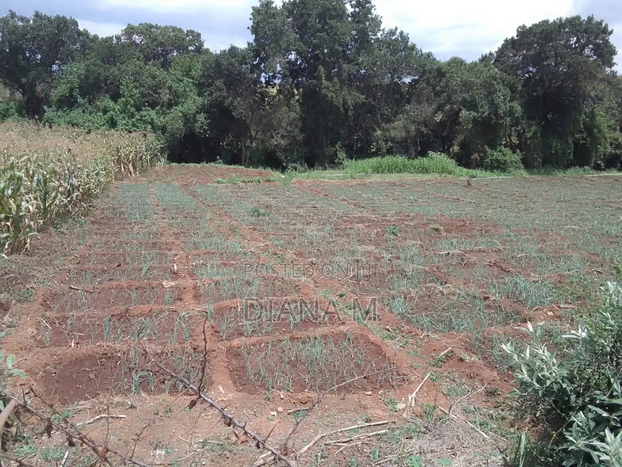 15 Acres for Sale in Ndaragwa in Central Ndaragwa