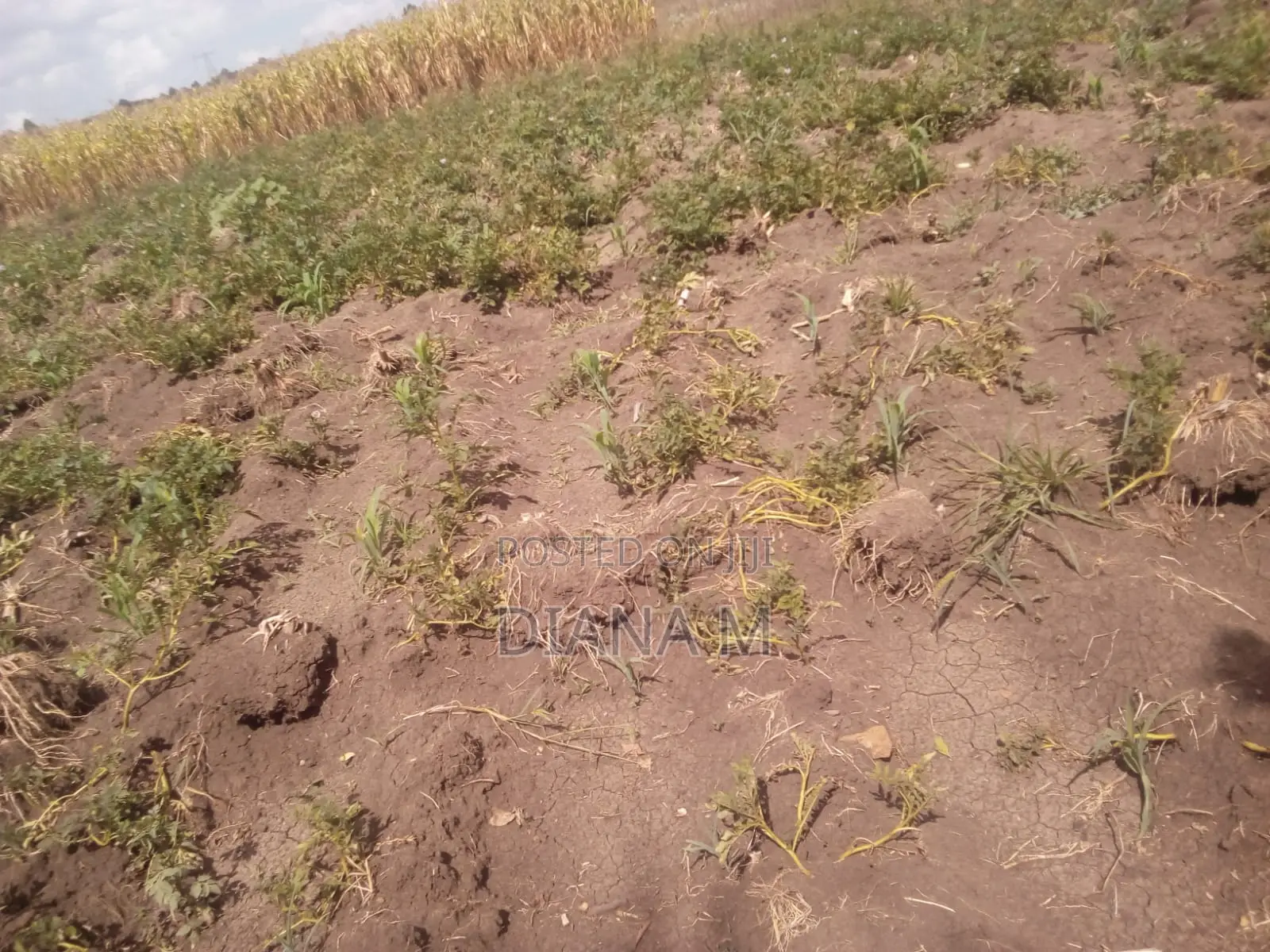 15 Acres for Sale in Ndaragwa in Central Ndaragwa