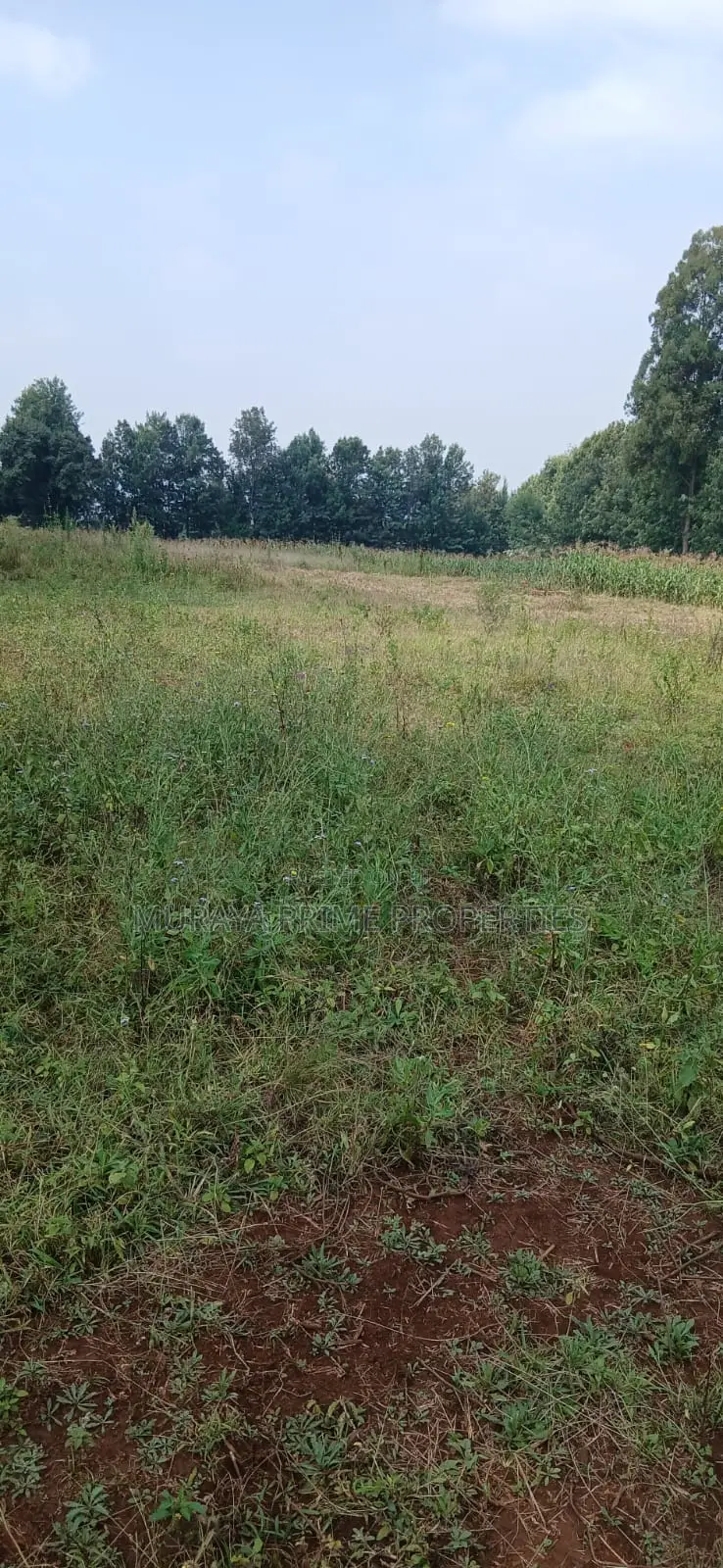 Half-Acre Prime Plot for Sale – Kerarapon Drive in Kerarapon