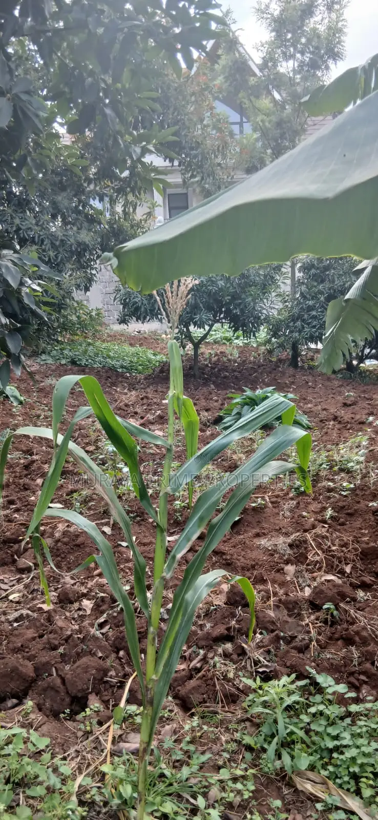 Quarter-Acre Prime Plot for Sale – Kerarapon Drive in Kerarapon