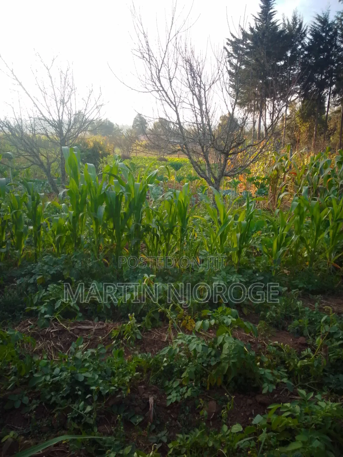 3⁄4 Plot Kwamathore, Uplands in Lari/Kirenga
