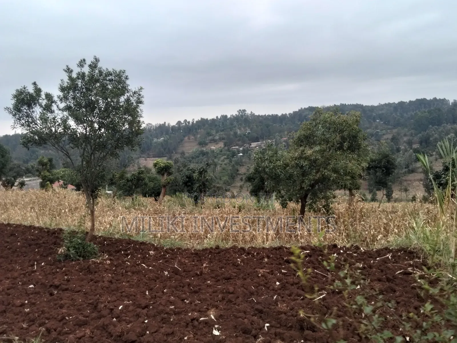 2.5 Acres on Sale at Kenol -Kabati in Kimorori/Wempa