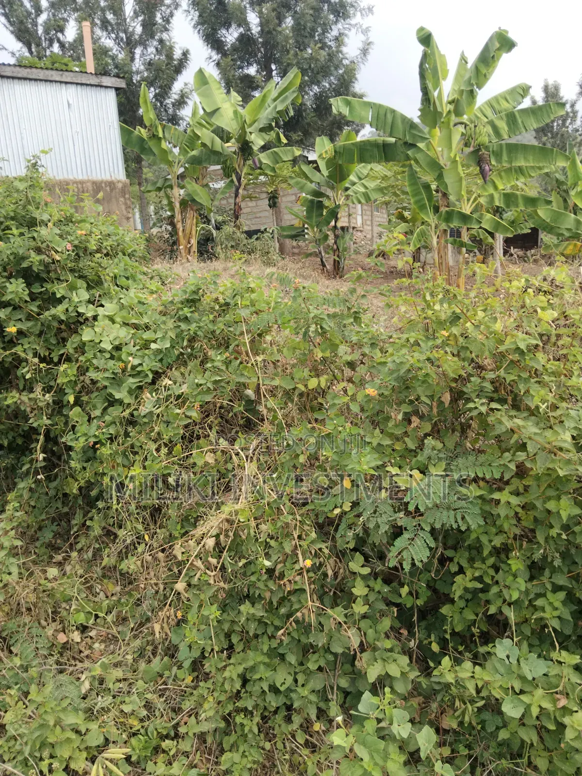 35 Acres of Land on Sale at SabaSaba -Igikiro Area in Kamahuha