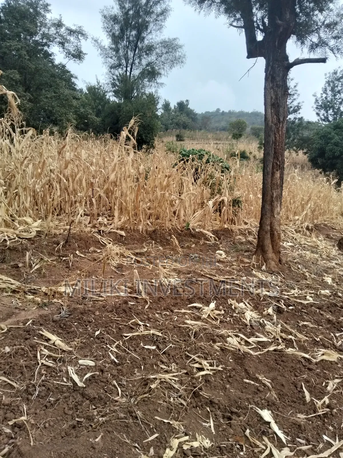 35 Acres of Land on Sale at SabaSaba -Igikiro Area in Kamahuha