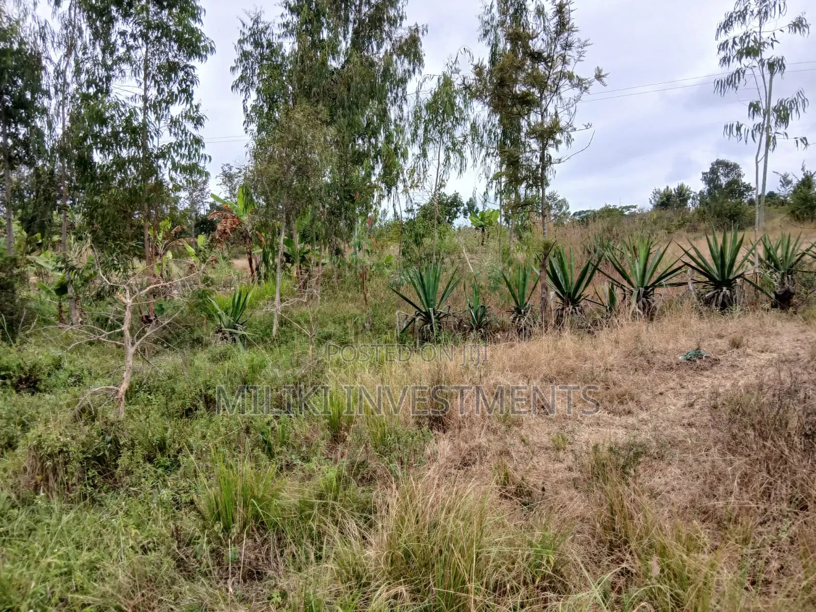 Half an Acre on Sale at Gatanga-Ithanga in Gatanga