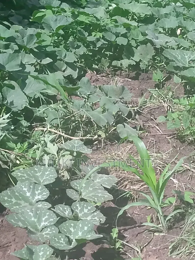 1 Acre on Sale at Gatanga in Ithanga