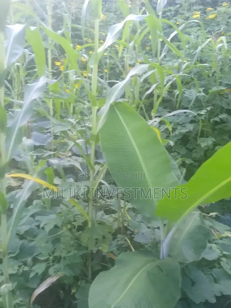 1 Acre on Sale at Gatanga in Ithanga