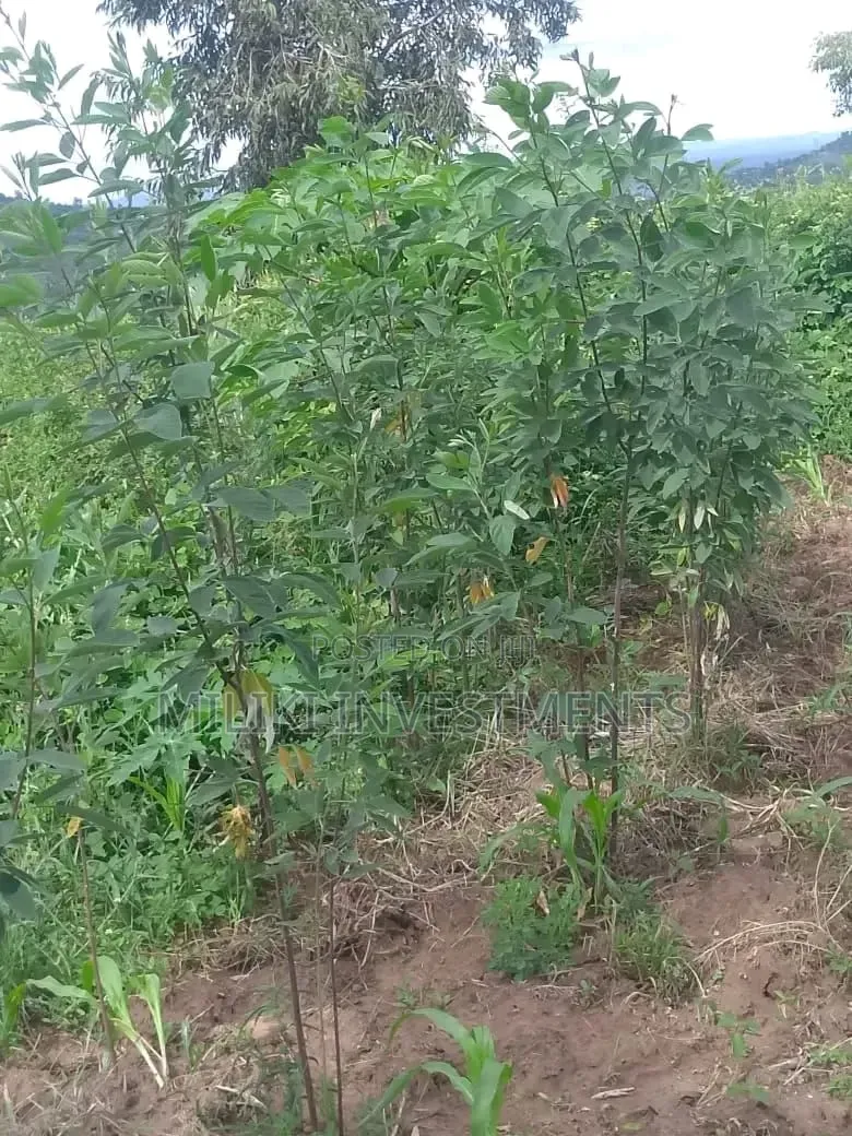 1 Acre on Sale at Gatanga in Ithanga