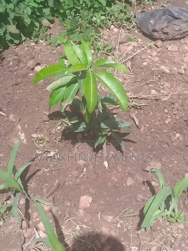 1 Acre on Sale at Gatanga in Ithanga