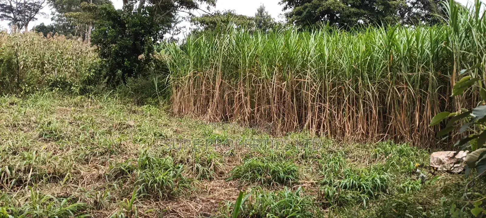 100x70 Kinoo Commercial Plot in Kinoo