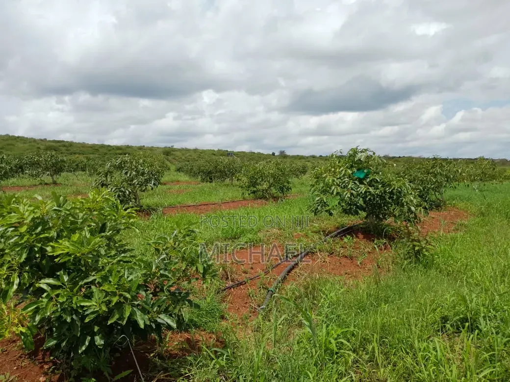 Prime 1,100 Acres for Sale – Loitoktok | Slopes of Mt. Kilimanjaro in Loitoktok