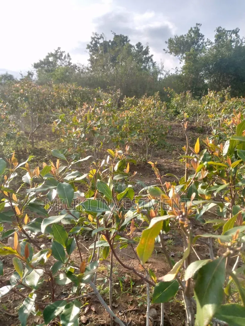 1.5 Acre on Sale at Siakago-Embu in Mbeti North