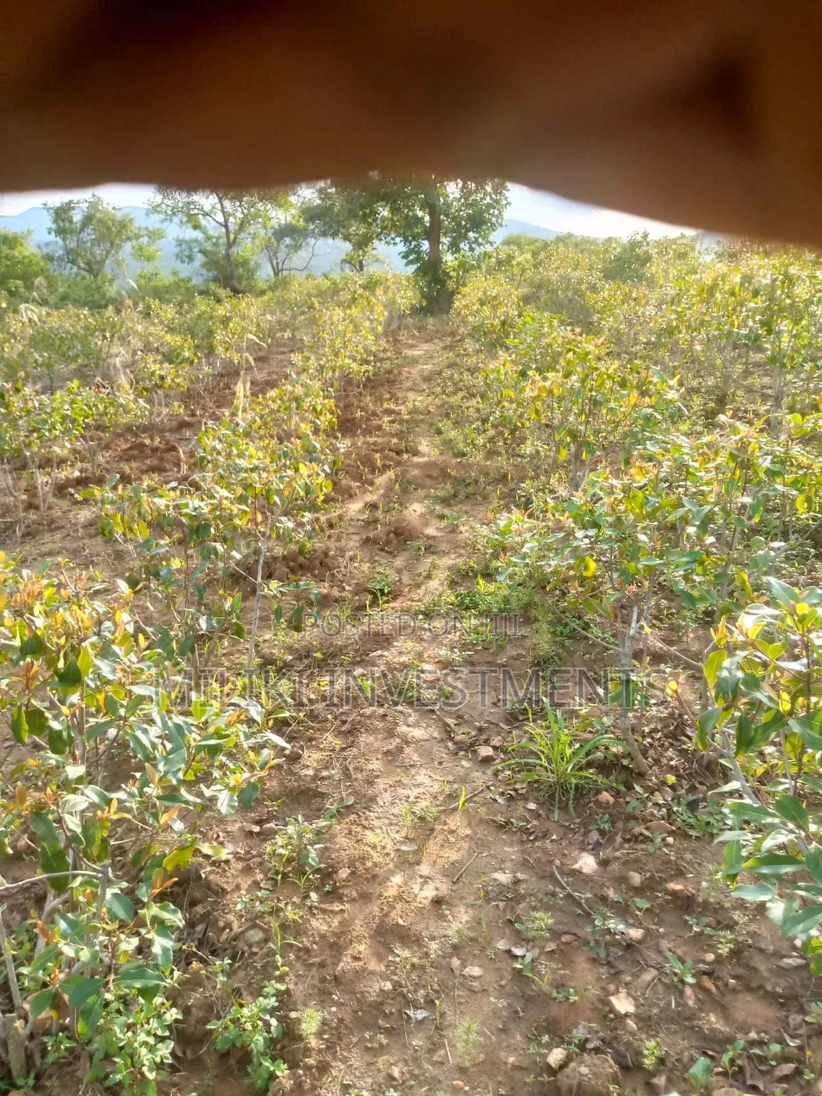 1.5 Acre on Sale at Siakago-Embu in Mbeti North