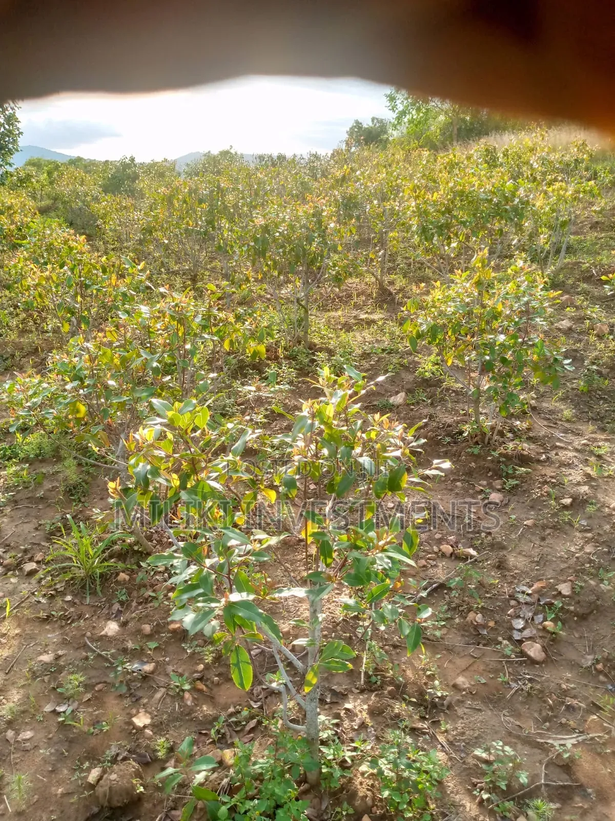 1.5 Acre on Sale at Siakago-Embu in Mbeti North