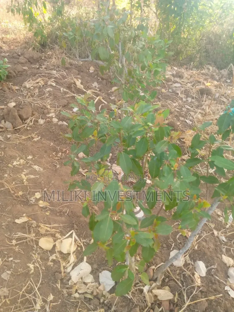 1.5 Acre on Sale at Siakago-Embu in Mbeti North