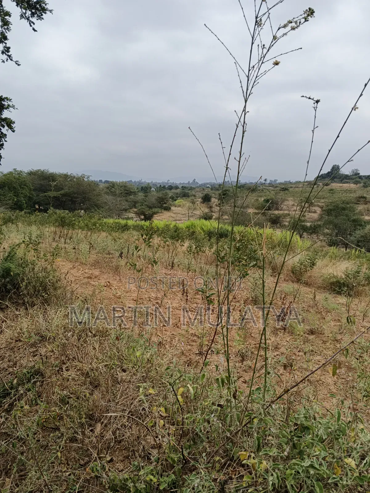 Land for Sell in Tala