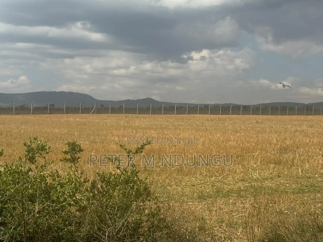 Nanyuki Near Ol Pejeta Conservancy-16 Acres, Title in Nanyuki