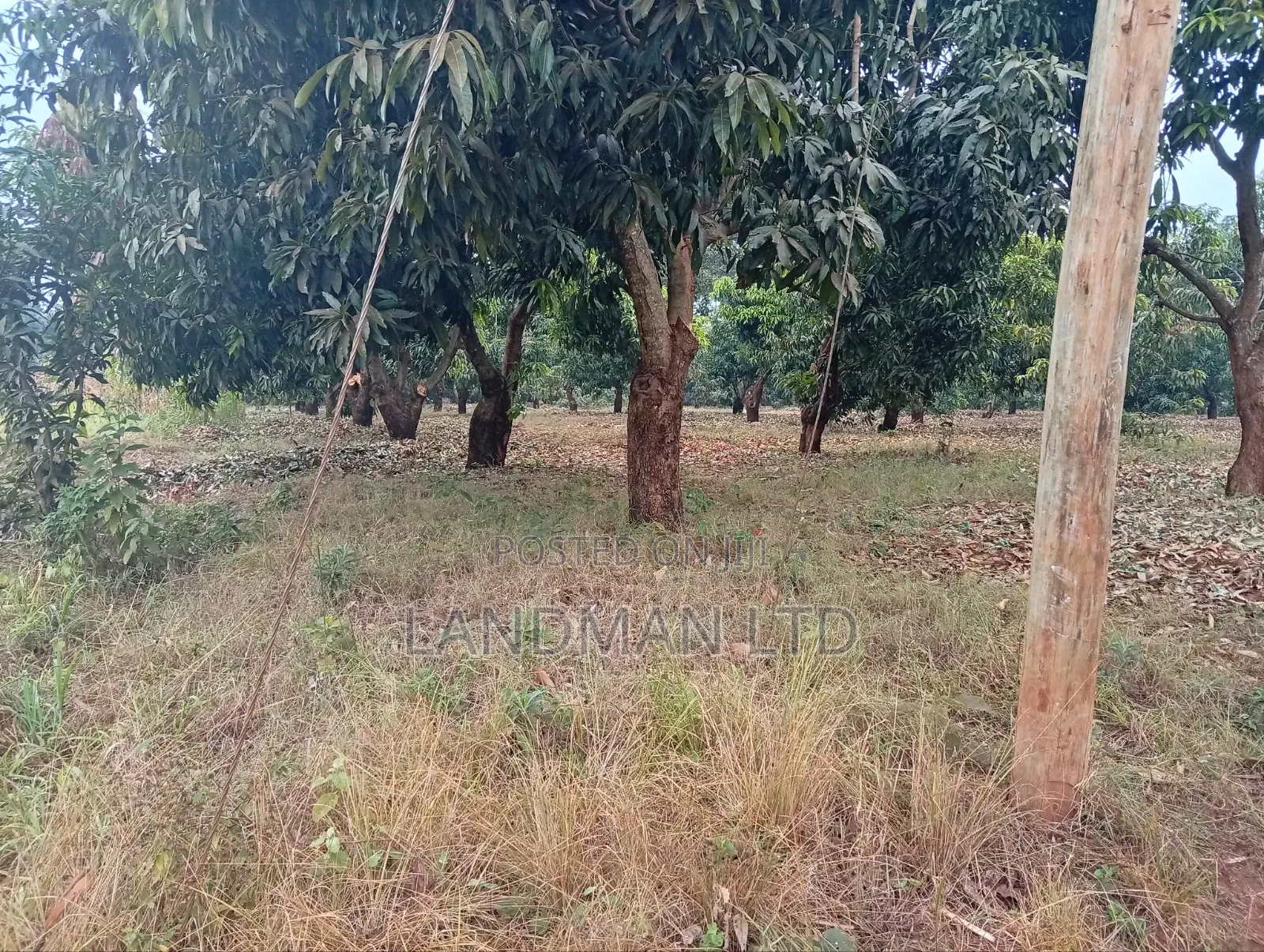 Prime 2 Acres for Sale – Makuyu Pundamilia in Makuyu