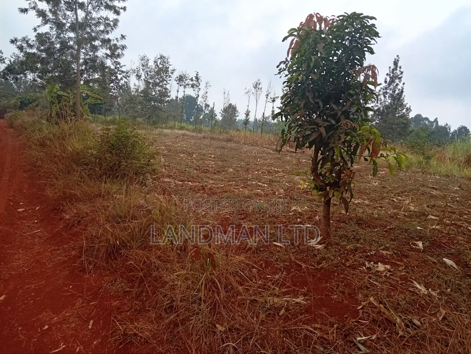 Prime 2 Acres for Sale – Makuyu Pundamilia in Makuyu