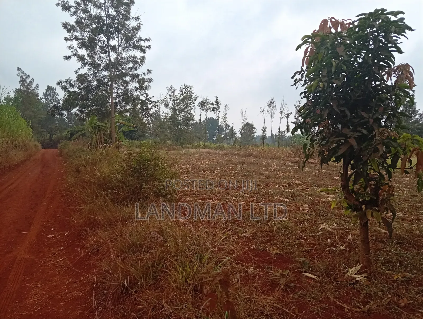 Prime 2 Acres for Sale – Makuyu Pundamilia in Makuyu