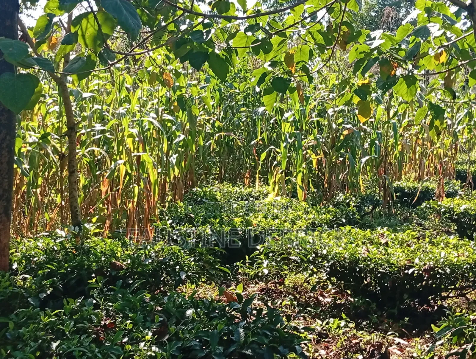 Land on Sale 2acres in Murhanda