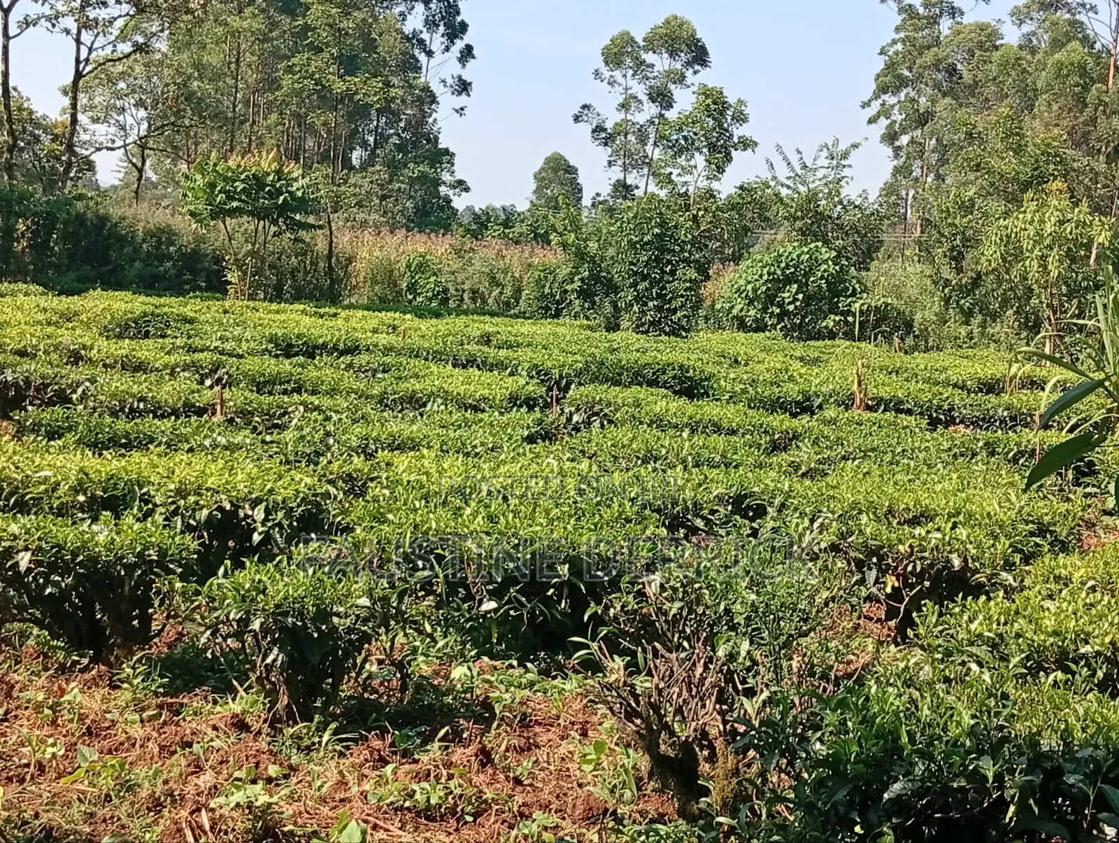 Land on Sale 2acres in Murhanda