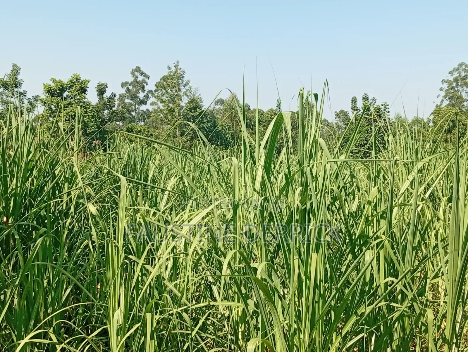 Land on Sale 2acres in Murhanda