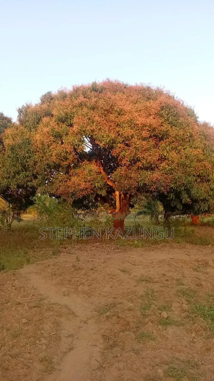 1 Acre Plot on Sale at Kinondo Town Zone, Opposite Kinondo Hospital. in Ukunda