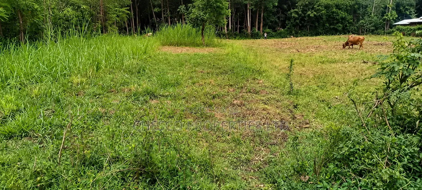 4 Plots for Sale in Makutano - Kanduyi in Makutano