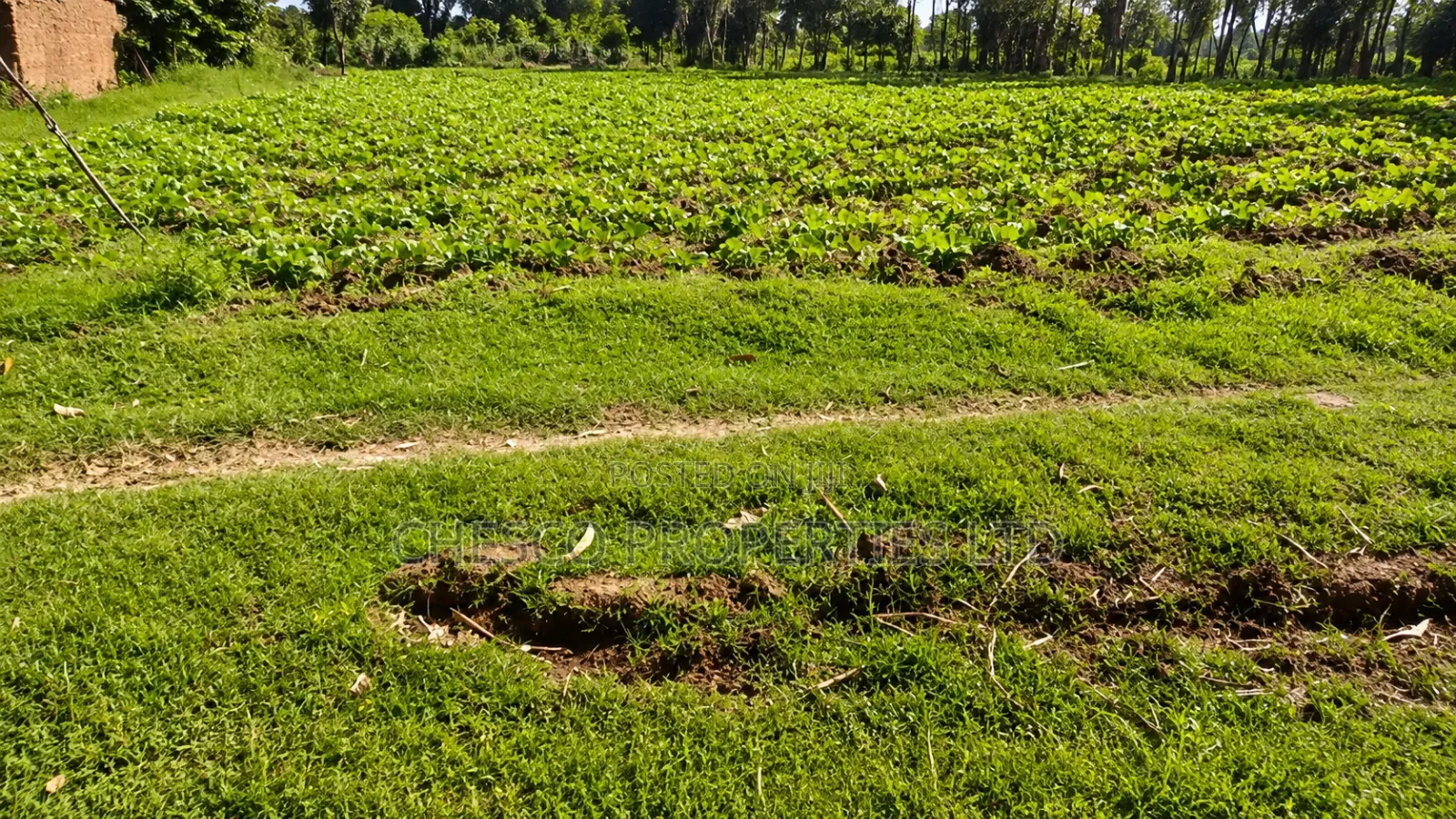 3 Plots for Sale in Ndengelwa, 100 Metres From Tarmac in Khalaba (Kanduyi)