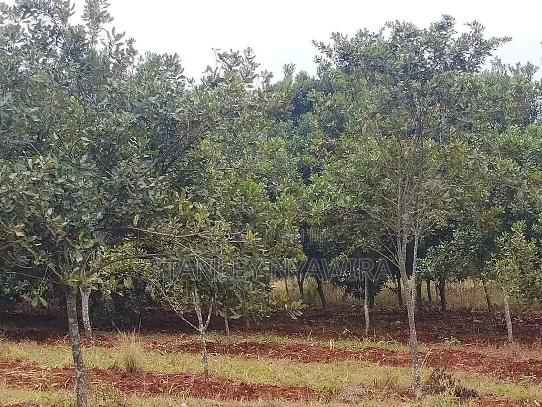 5 Acreas Muranga in Nanyuki