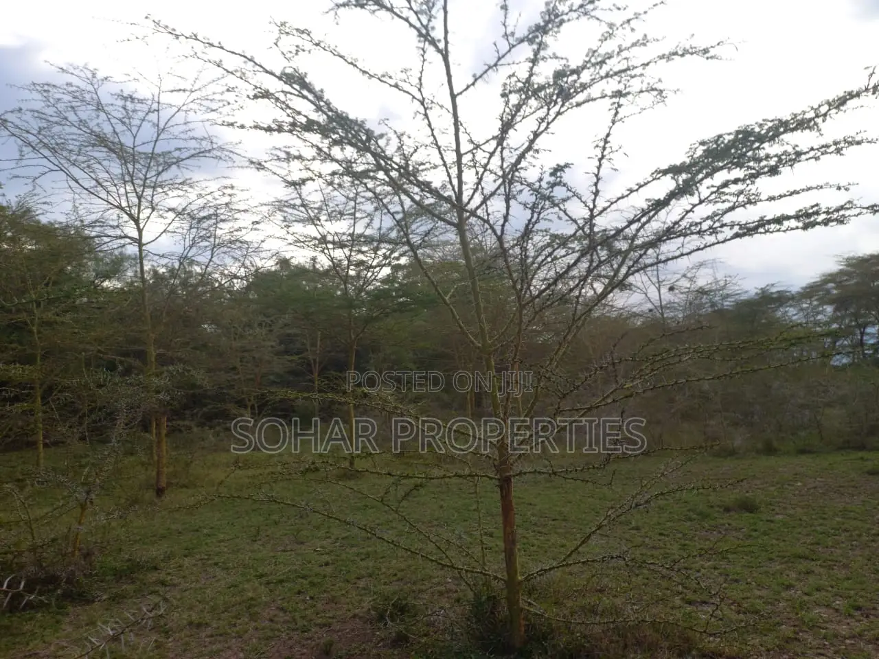 Moi South Rd, Lake Naivasha - Prime 15 Acres Available for Sale. in Naivasha