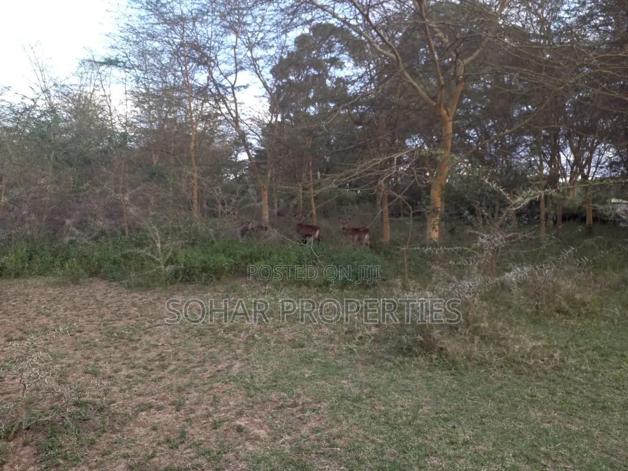 Moi South Rd, Lake Naivasha - Prime 15 Acres Available for Sale. in Naivasha