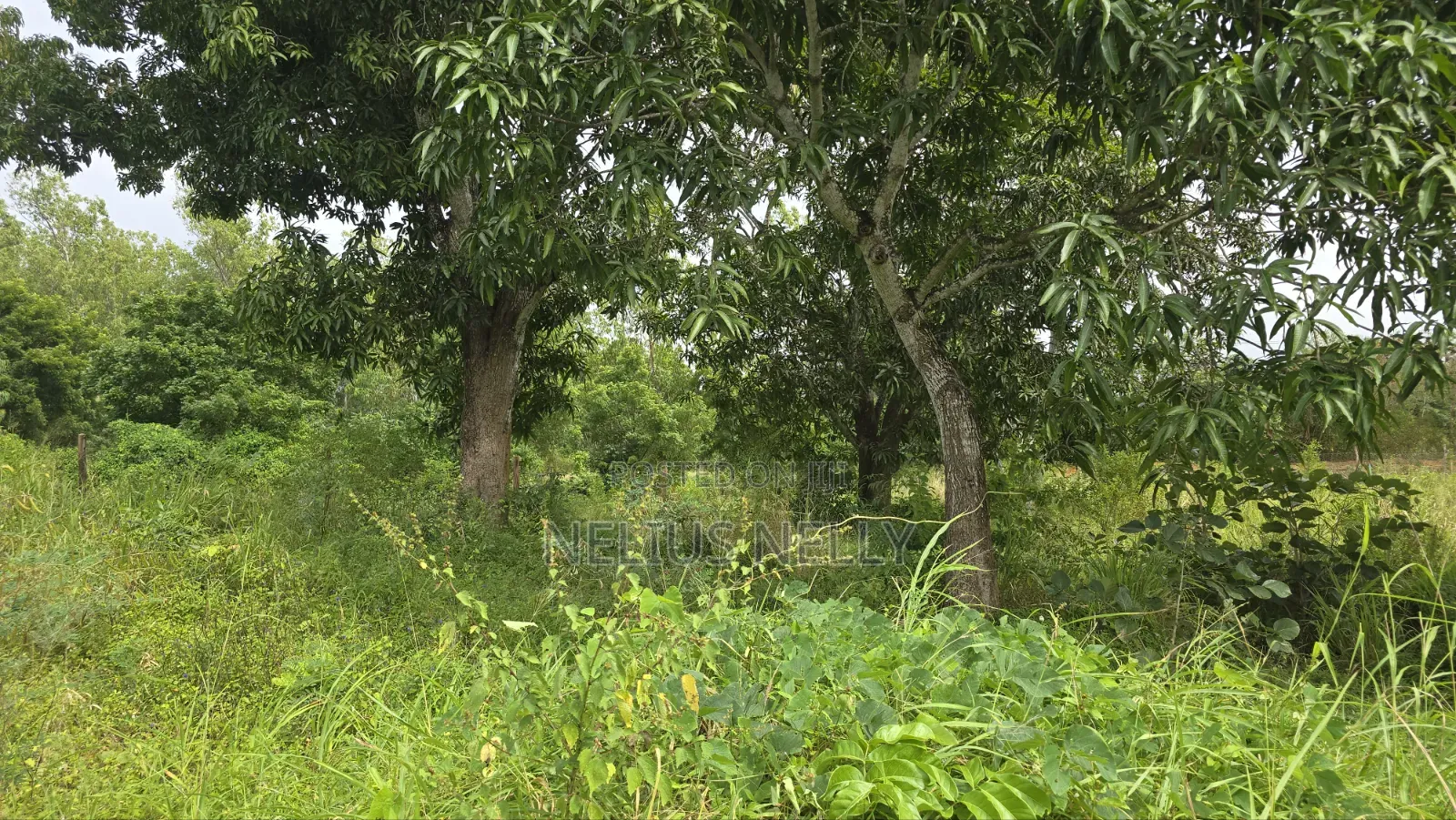 Mtwapa Residential Plots for Sale 1/8 Acre in Kilifi North