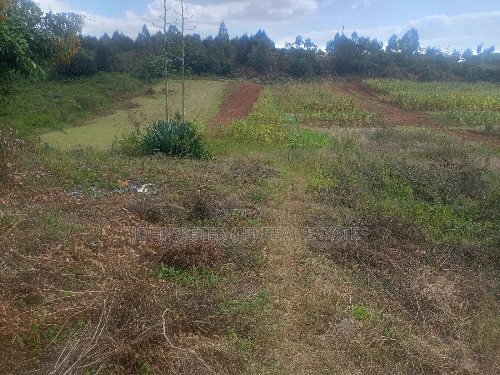 Plots in Thigio, Kikuyu in Nachu