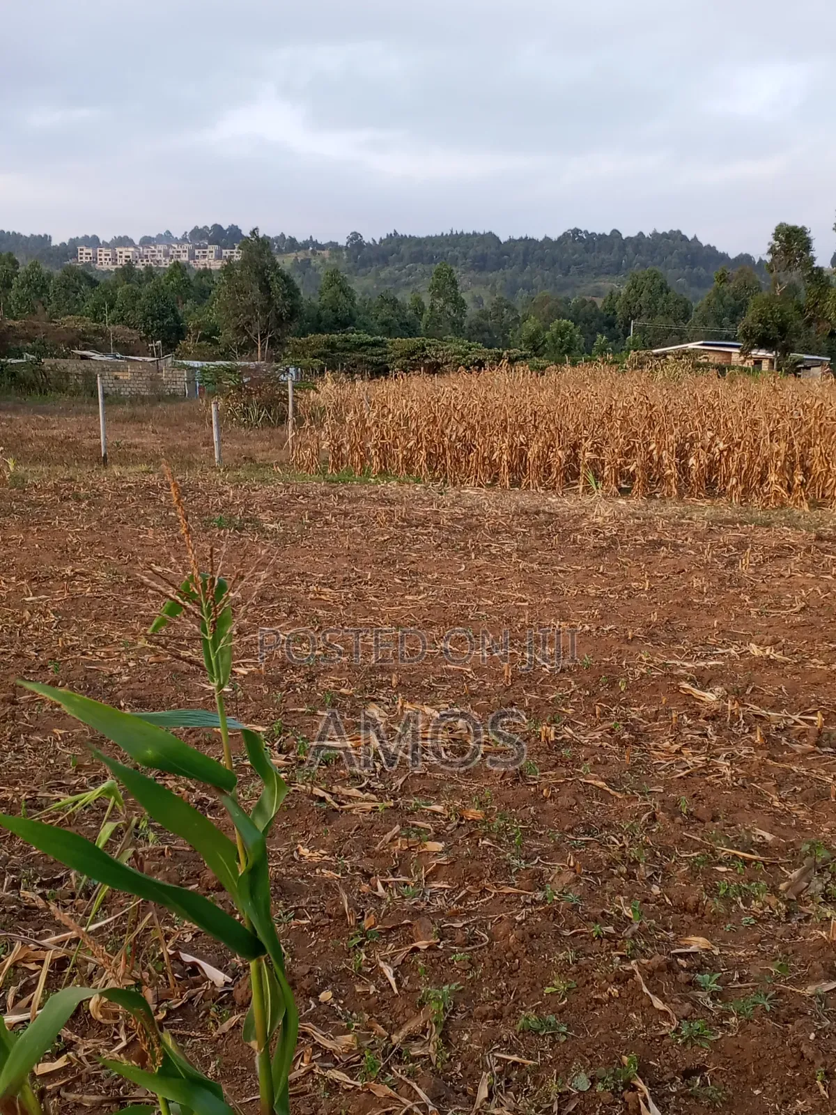 Very Prime 1⁄4ac Plots in Ndeiya Githarane Ideal for Residential Homes in Ndeiya