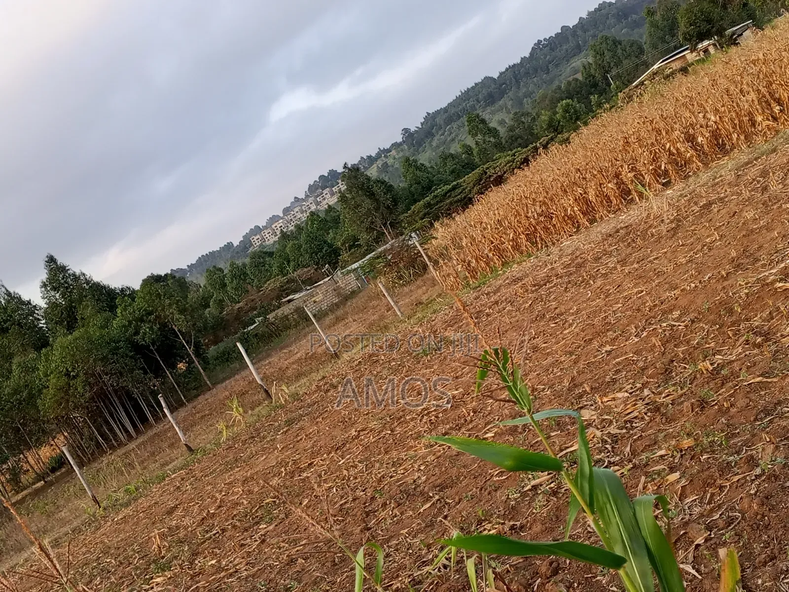 Very Prime 1⁄4ac Plots in Ndeiya Githarane Ideal for Residential Homes in Ndeiya