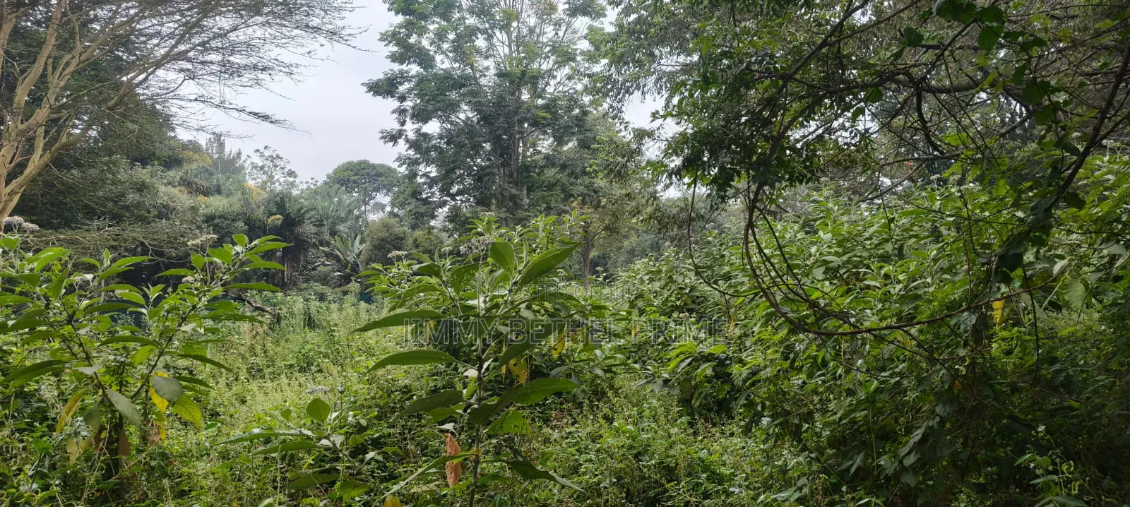 Prime 2.1 Acres for Sale in Spring Valley