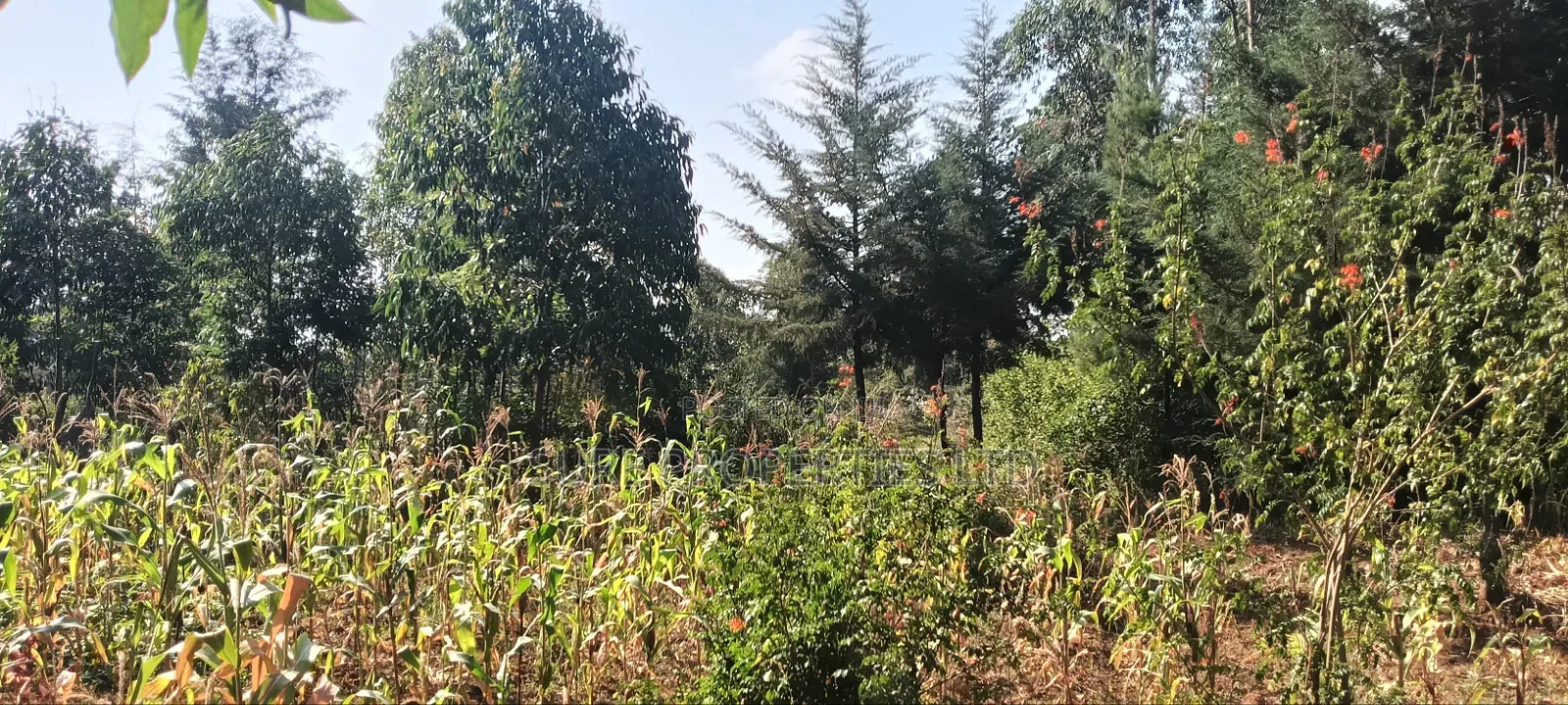 2 Acres Ngoirubi Thigio in Kikuyu