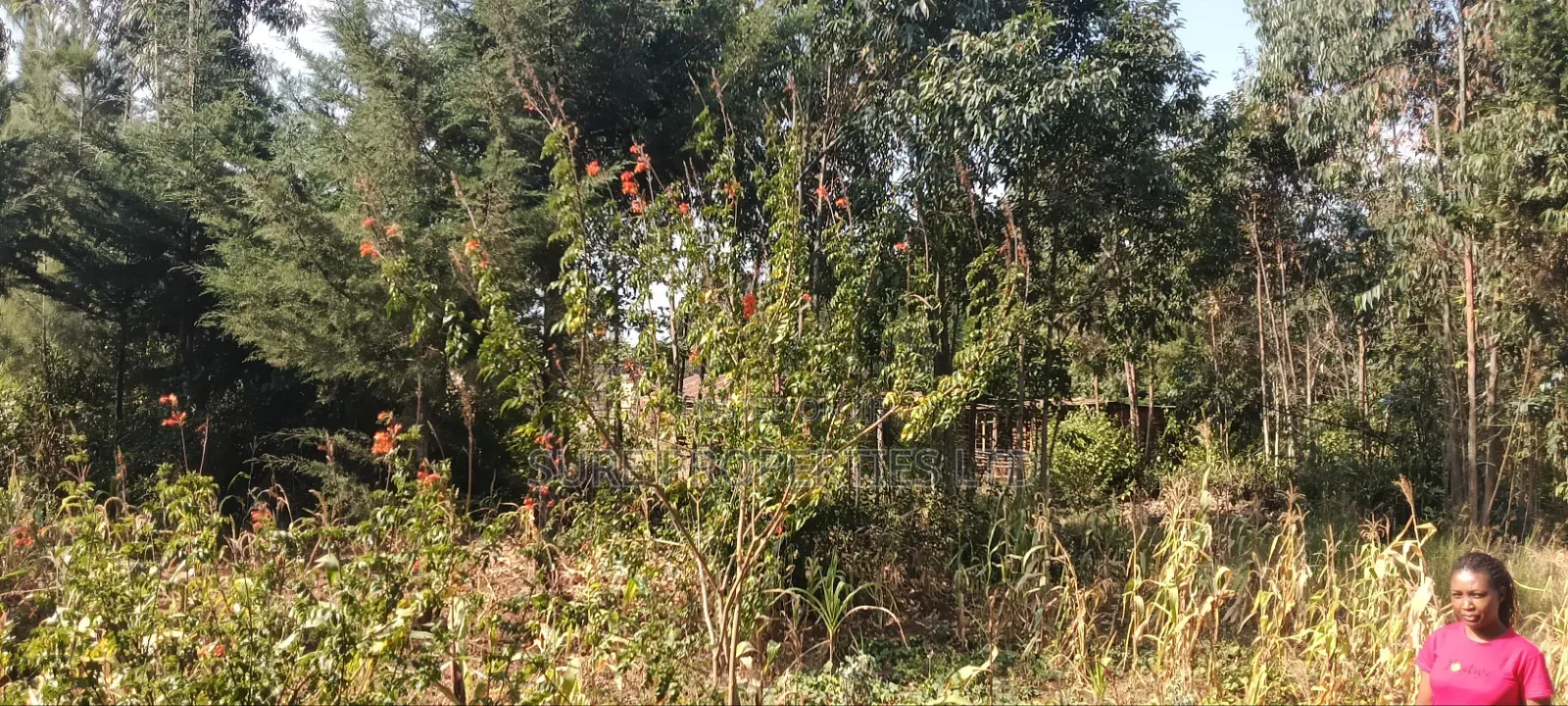 2 Acres Ngoirubi Thigio in Kikuyu