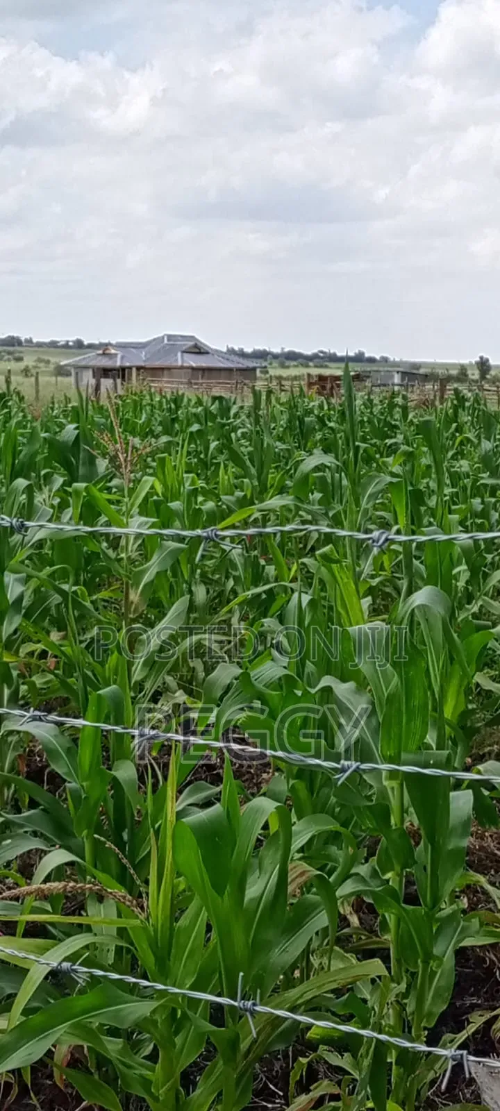 Isinya Paradise Garden Phase 2 Plots for Sale Size 50 X 100 in Kitengela